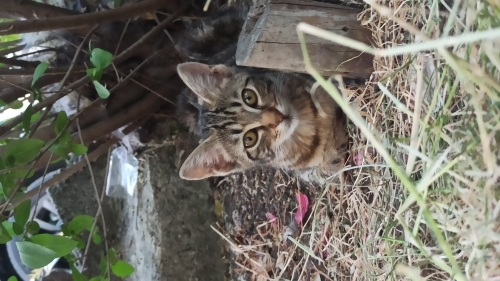 3 aylık. Tekir olmasına rağmen narin bir kedi nazlım annesi de öyle fotoğraf