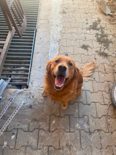 Tarçın ömürlük ailesini arıyor fotoğraf