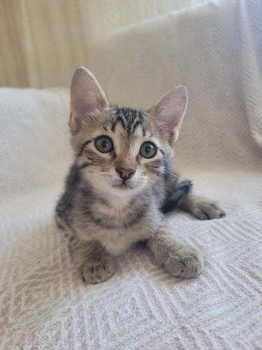 Çok Sevencen Oyuncu Yavruya Acil Yuva fotoğraf