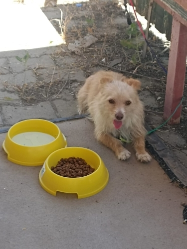 1,5 yaşındaki küçük boy terrier kızımıza yuva arıyoruz fotoğraf