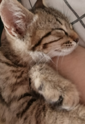 Yavru Kedi Mochi, Acil Ömürlük Yuva Arıyoruz fotoğraf