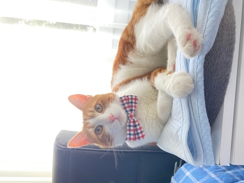 Minnoş Sarı bebek fotoğraf