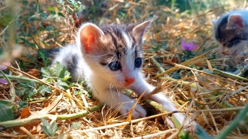 Tekir 1-1,5 aylık kardeşler(dişi olan) fotoğraf