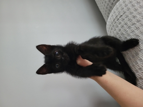 Minik Pekmez'e ömürlük yuva 🖤 fotoğraf