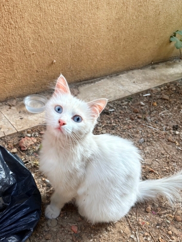 Acil yuva! Bu güzel kız ömürlük yuvasını arıyor fotoğraf