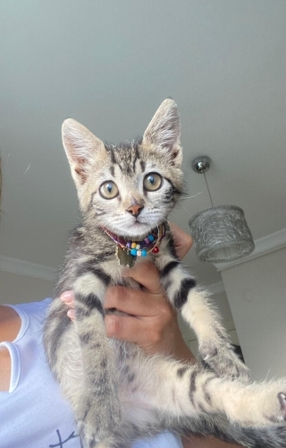 Çok tatlı minik kız acil yuva arıyor fotoğraf