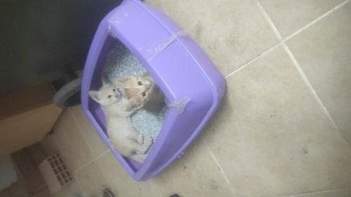 Uyumlu iki kardeş fotoğraf