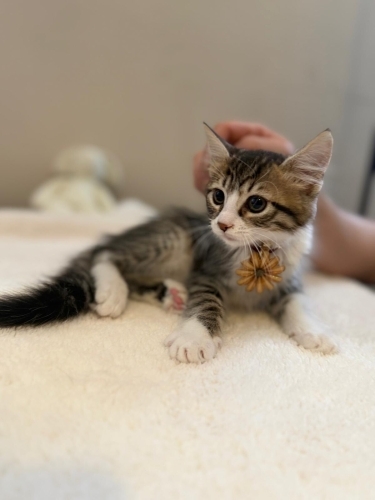 4 aylık yavru dişi kedi fotoğraf