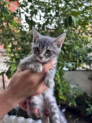 Çok insancıl melez dişi bebek fotoğraf