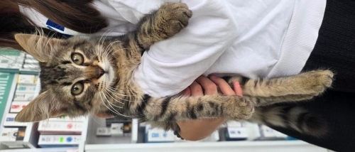🐾 2,5 Aylık Erkek Tekir Yavrumuza Ömürlük Yuva Arıyoruz 🧡 fotoğraf