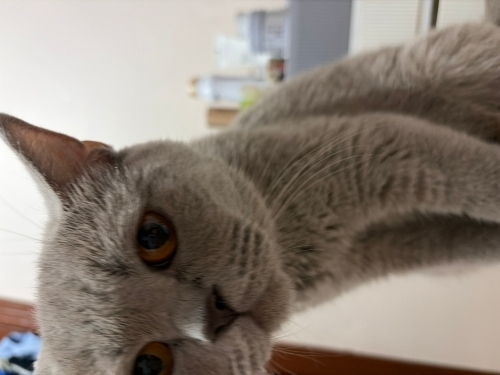 acil sahip aranir anne kedi fotoğraf