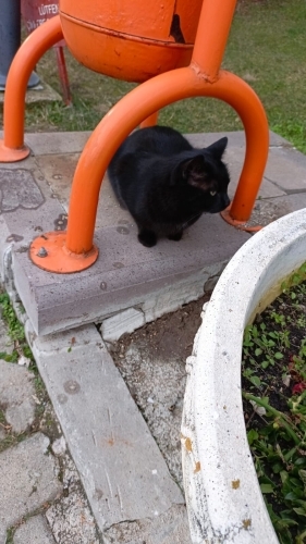Siyak- 1 yaşında erkek kedi fotoğraf