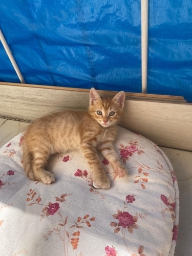 Minik yavru Kraker fotoğraf