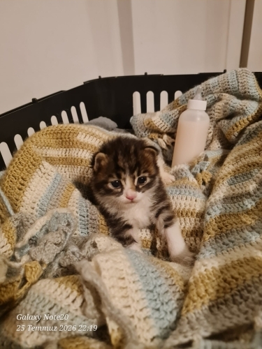 Annesiz 10 günlük bebek kedi -ACİL fotoğraf