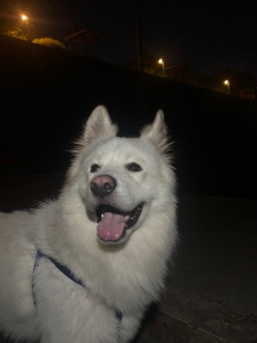 Oyuncu köpegim bulut fotoğraf