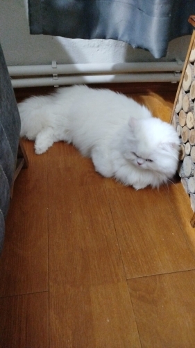Ücretsiz sahiplendirilecektir fotoğraf