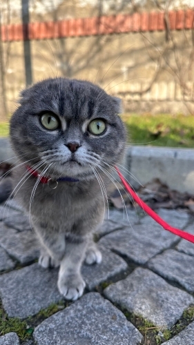 Boncuğa yuva arıyoruz fotoğraf