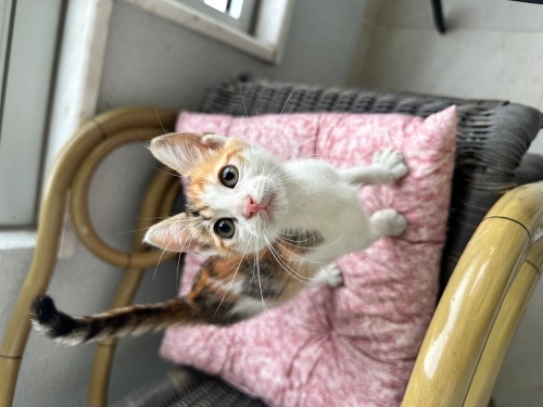 Minik kız ömürlük yuvasını arıyor fotoğraf