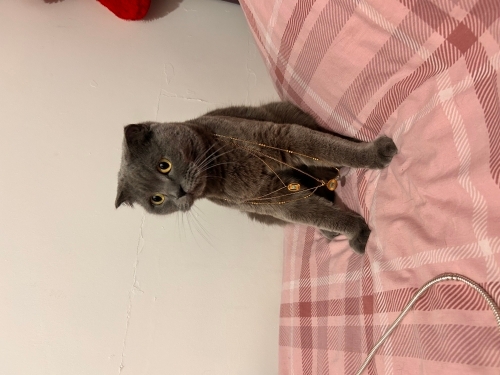 Kısırlaştırılmış çipli kedi fotoğraf