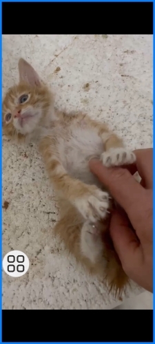 Bebişler acil kalıcı yuva ariyoruz fotoğraf