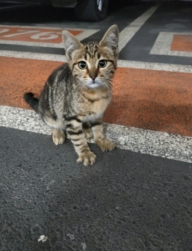 Bal gibi tatlı, küçücük bir bebek yuvasini arıyor fotoğraf