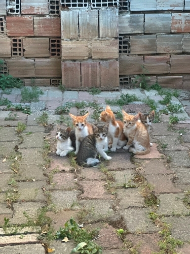 Bebek Kediler Yuva Bekliyor fotoğraf