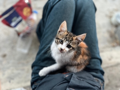 SOKAKTA TEHLİKEDE! Geçici kalıcı yuva arıyoruz fotoğraf
