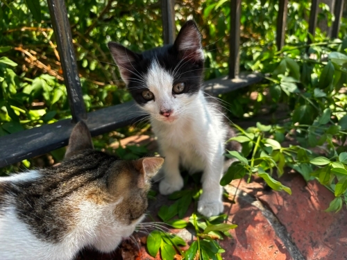 Minik yavru ev arıyor fotoğraf