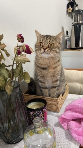 Tabby British Bulut ömürlük yuvasını arıyor fotoğraf