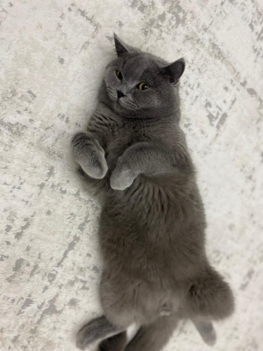 Çok zeki ve çok uslu bir kedi fotoğraf