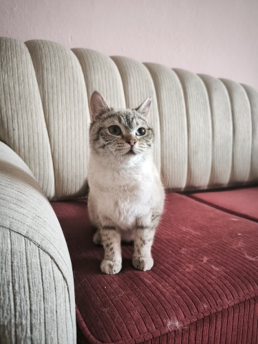 Maviş prenses yuva arıyor fotoğraf