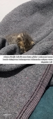 Acil süt anne yada bakımından anlayan fotoğraf