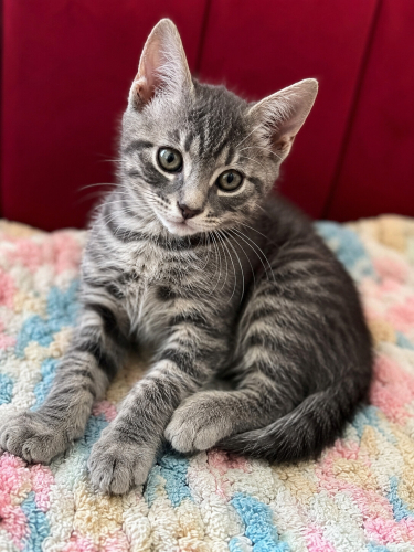 Acil 2,5 aylık sevecen kedi fotoğraf