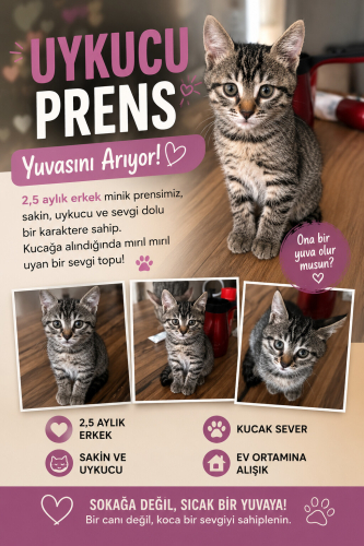 Acil Uykucu Prens Yuvasını Arıyor! fotoğraf