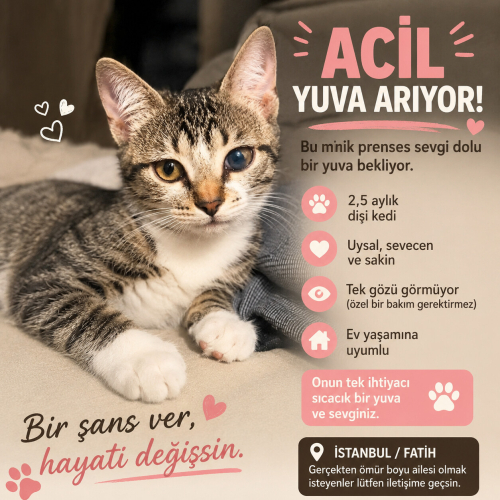 Acil ilan 2,5 aylık Minos bir kedi fotoğraf