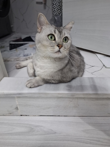 Balıkesir içi yuva arıyoruz fotoğraf