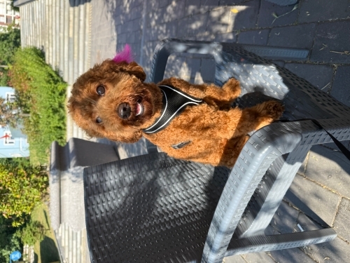 Dişi Toy Poodle fotoğraf