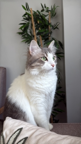 🐾 Ömürlük Yuvasını Arayan Minnoşumuza Sevgi Dolu Bir Aile Arıyoruz 🏡 fotoğraf