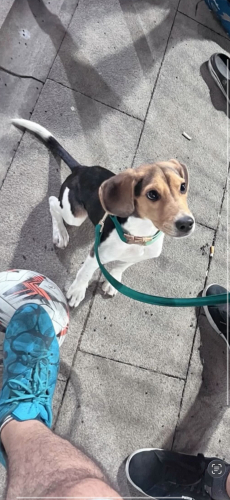 Cana yakın sevecen dost canlısı loki yeni yuva arıyor fotoğraf