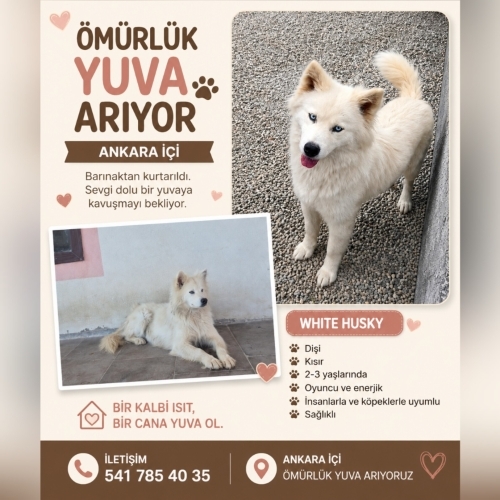 ANKARA İÇİ ACİL YUVA fotoğraf