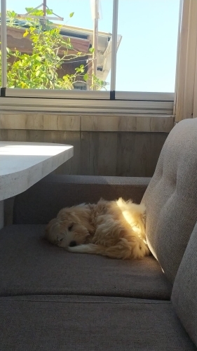 Maltipoo 4 aylık yavru fotoğraf