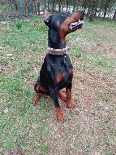 Saf Kan DOBERMAN fotoğraf