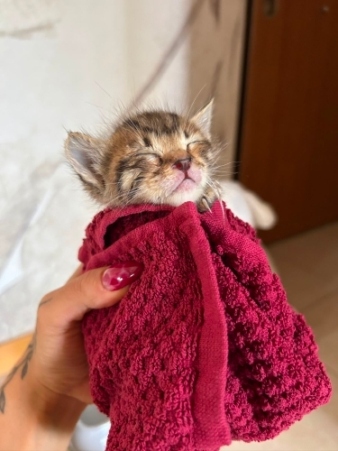 Anneleri terk etti fotoğraf