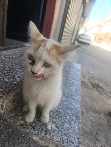 Sokaktan kurtulmak isteyen bir can fotoğraf