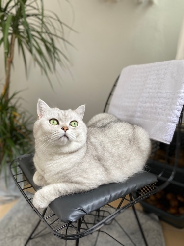 İlgi bağımlısı laf dinleyen akıllı kedi fotoğraf