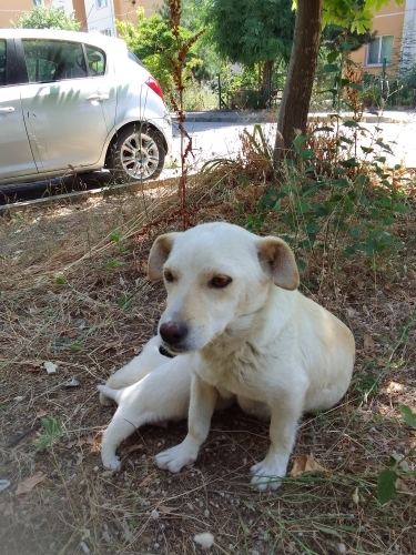 Sokağa atılmış garıp fındıkın,, bebekleri fotoğraf