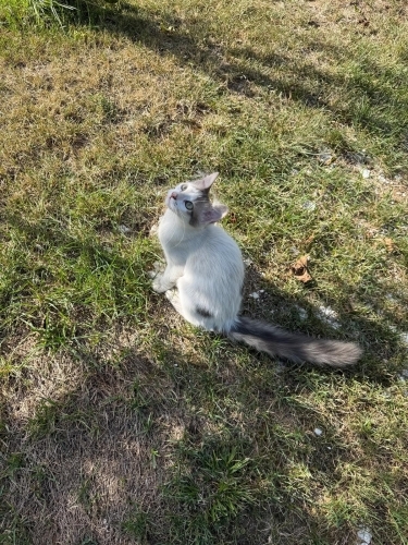Minik kalpler ömürlük yuvasını arıyor dişi erkek bebekler var fotoğraf