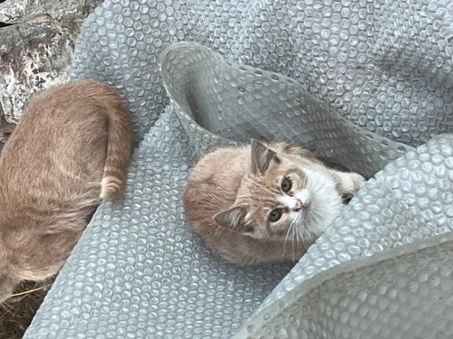 Sarı yavru kedi fotoğraf