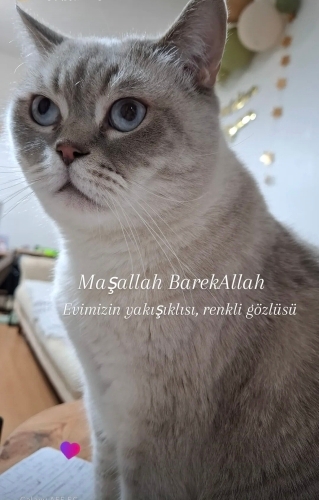 Uysal, cana yakın, kısır erkek kedi, çip devri yapılacak fotoğraf