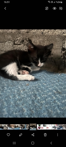 Simokin yavru kedimize yuvanızı açarmısiniz fotoğraf